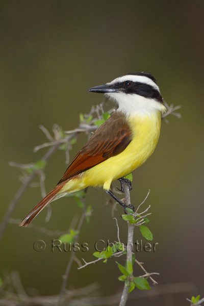 Great Kiskadee © Russ Chantler